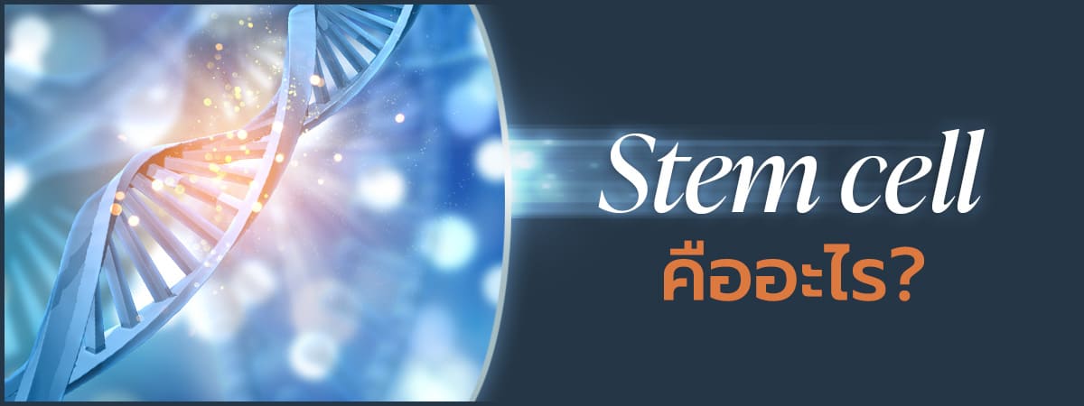 Immune Rejuvenating สเต็มเซลล์ Stem Cell ยกกระชับผิว ชะลอวัย Immune Rejuvenating สเต็มเซลล์ Stem Cell ยกกระชับผิว ชะลอวัย